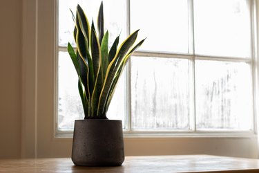 Snake plant next to a window