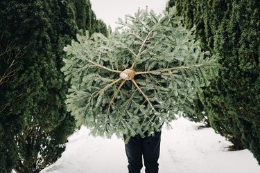 Person carrying a Christmas tree