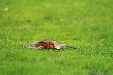 brown leaf on green grass