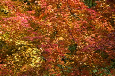 Bright orange, yellow and dark red leaves of Japanese maple at autumn. Japan
