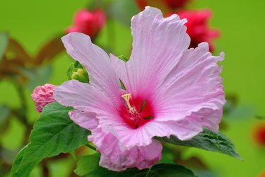 Hibiscus moscheutos / Rose Mallow / Swamp Mallow Flower