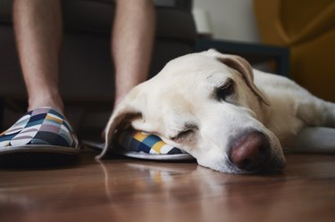 Old Dog Sleeping On Leg His Owner. Loyalty Labrador Retriever Resting At Home.