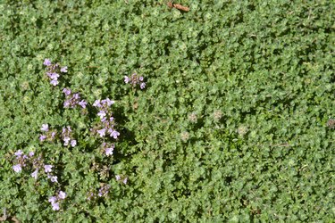 Wild thyme