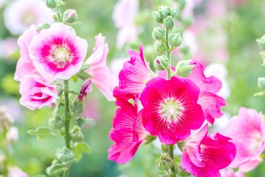Flowers Holly Hock (Hollyhock) pink in the garden