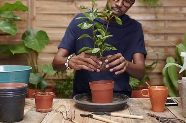 Young man repotting a plant on his terrace