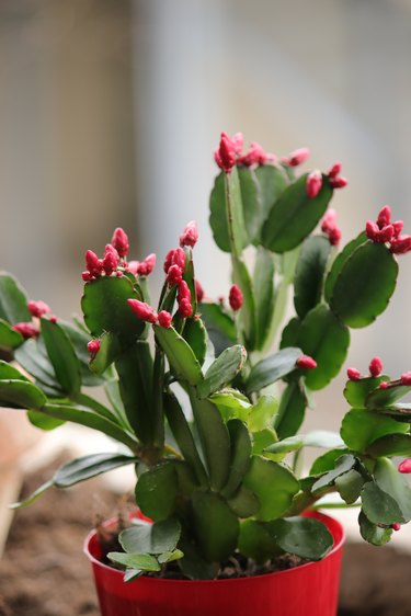 Christmas cactus (Schlumbergera) with buds