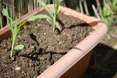 Corn seedlings planted in a planter