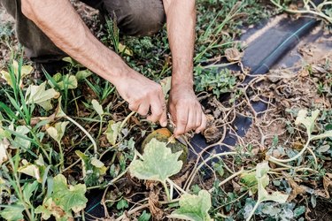 Farmer man picking up melon fruit working at green organic farm - Horticulture concept - Focus on right hand