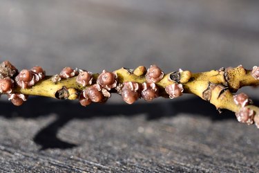 Close up of Scale insect