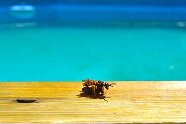 Wasp that has captured a bee and is resting on the edge of a swimming pool