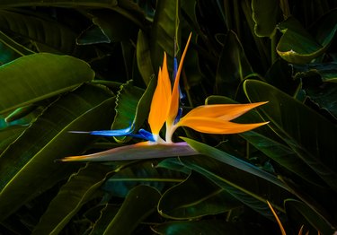 beautiful multi colored bird of paradise flower closeup