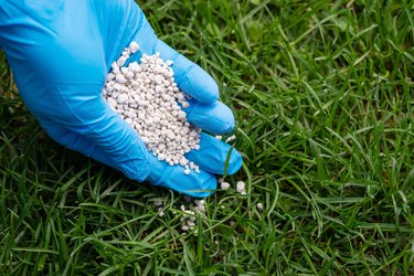 Hand in blue glove fertilizing grass with mineral NPK fertilizer