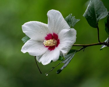 Hibiscus syriacus