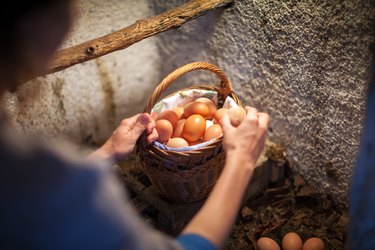 Adult Woman Farmer Collecting Fresh Eggs From Domestic Coop into a Vintage Basket Over The Shoulder View