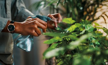 Tending to her greenery