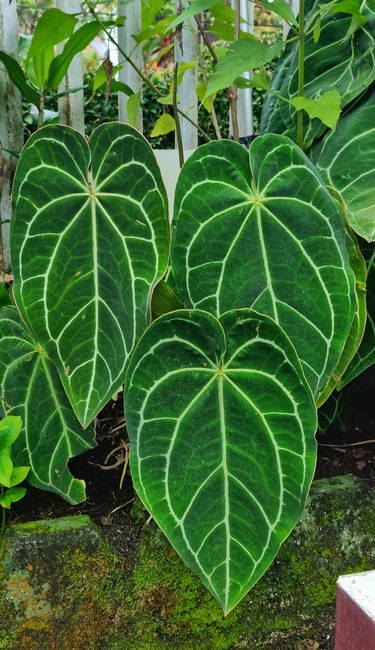 Elephant Ear plant