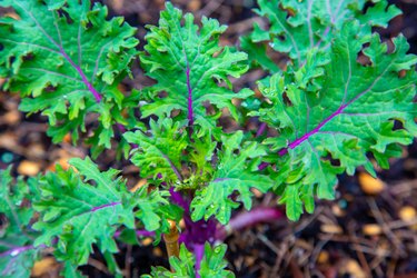 Fresh green kale plant in the garden