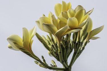 Frangipani (Plumeria rubra), also known as the Hawaiin Lei flower