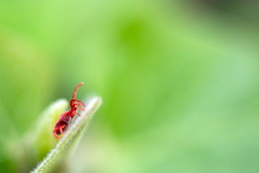 Clover mite on leaf