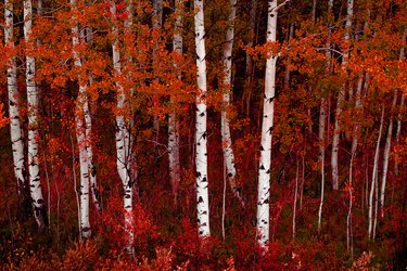 Aspen Trees in Fall with Colors Lush Forest Birch