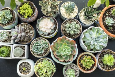 Succulent plants