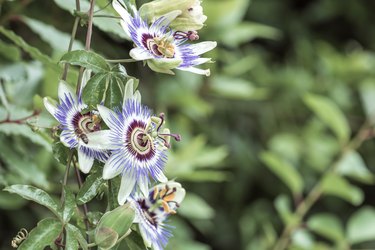 passion flower blue, a flower of a medicinal plant
