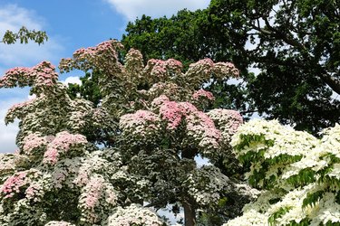 Pink and white Cornus kousa varety chinensis, Chinese Dogwood, in flower.