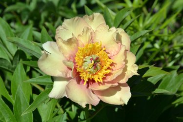 peony, flower, nature, yellow, multicolored, apricot, garden