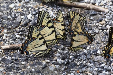 Butterflies mud-puddling on gravel