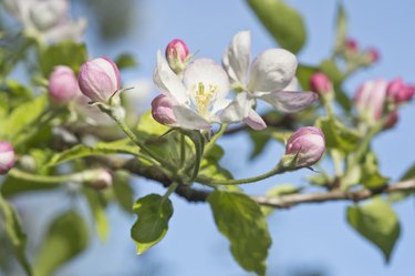 Apple tree, Apple blossoms