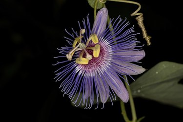 Purple Passion flower
