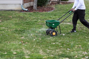 An African-American man using a seed and fertilizer spreader on a front lawn