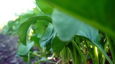 Harvest-Ready Green Mustard: A Bounty of Freshness and Nutrients