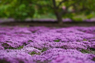 Creeping Thyme