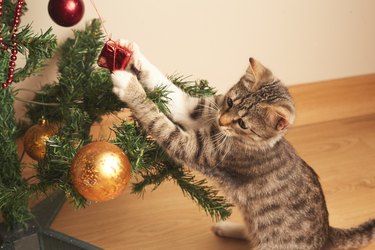 kitten cute sweet tabby playing with christmas decorations