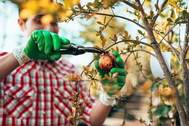 man checking the leaf of the tree