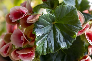 Blooming begonia elatior of the Borias variety. Floriculture, hobby, green home.