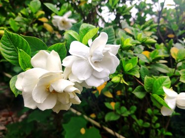 Cape jasmine flowers, Gardenia jasminoides, commonly known as gardenia