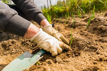 Farmer planting onions shoots in an organic garden