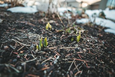 Daffodils Just starting to poke out of the ground