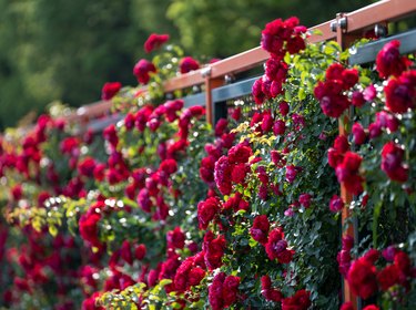 Iron fence and rose