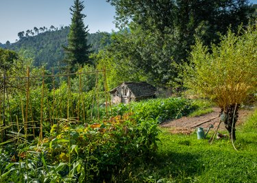 Organic vegetable garden with a shed in Southern France