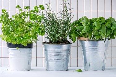 The Best Herb Keepers  America's Test Kitchen