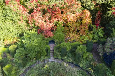 Vitis coignetiae also known as Crimson Glory Vine in full autumn colour growing through trees; Veddw House Garden, October, Autumn. Image taken from drone.