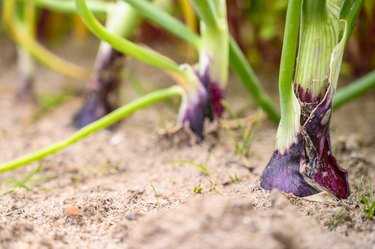 Fresh red onions growing in an organic vegetable garden in summer.