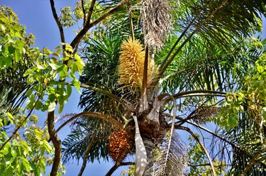 Romanzoffiana syagrus with ripe flowers and fruits