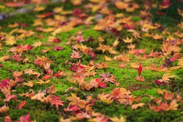 Moss and Yellow and Red Maple Leaves