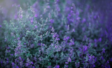 Sage (lat. Salvia) blooming. Soft focus, shallow depth of field, blur the background, toned filter