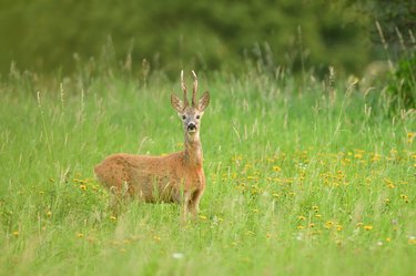 Portrait of roe deer with antlers on the meadow in rut season