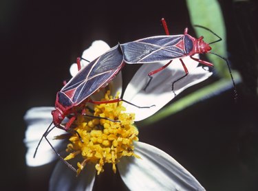 COTTON STAINER BUGS MATING (Dysdercus suturellus) True bugs that can damage cotton bolls.